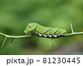 アゲハの終齢幼虫 81230445