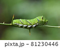 アゲハの終齢幼虫 81230446
