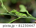 アゲハの終齢幼虫 81230447
