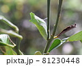 アゲハの蛹（さなぎ） 81230448