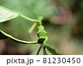 アゲハの終齢幼虫（頭部・顔） 81230450