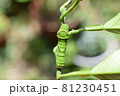 アゲハの終齢幼虫 81230451