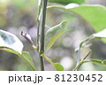 アゲハの蛹（さなぎ） 81230452