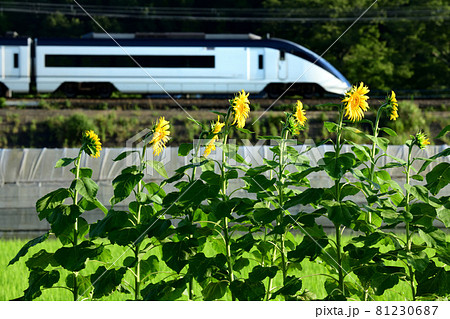 ひまわりと京成モーニングライナー 81230687