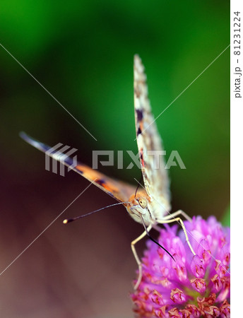 各地に見られるが数は少ないヒメアカタテハ 各地に見られるが数は少ないヒメアカタテハ 81231224