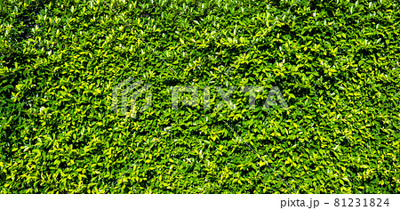 Green leaves wall background Green leaves wall background 81231824