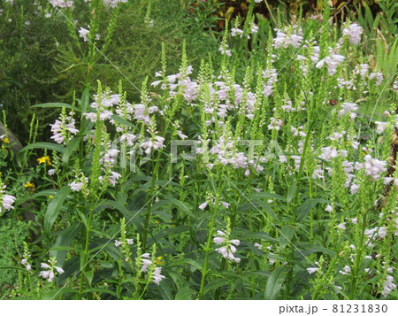 この薄紫の花はカクトラノオ この薄紫の花はカクトラノオ 81231830