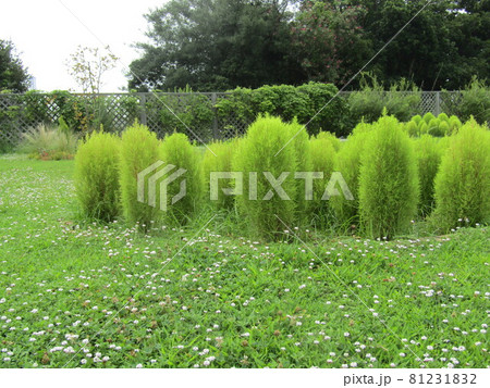 八月の三陽フラワーミュージアムの未だ未熟なコキア 81231832