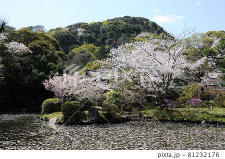 石清水八幡宮 放生池と男山 京都府八幡市 石清水八幡宮 放生池と男山 京都府八幡市 81232176