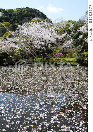 石清水八幡宮　放生池と男山　京都府八幡市 81232177