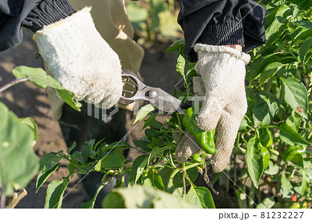 ピーマンの収穫 81232227