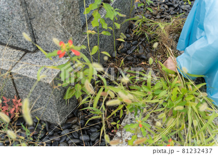 墓掃除 草取り 墓掃除 草取り 81232437
