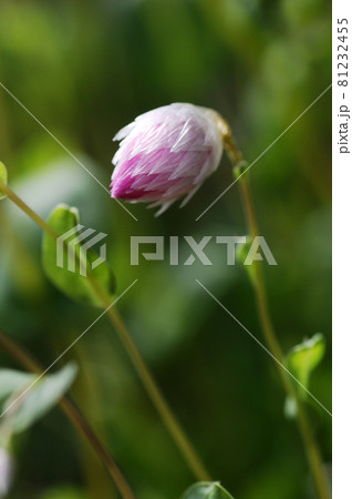 紫の花の蕾 紫の花の蕾 81232455