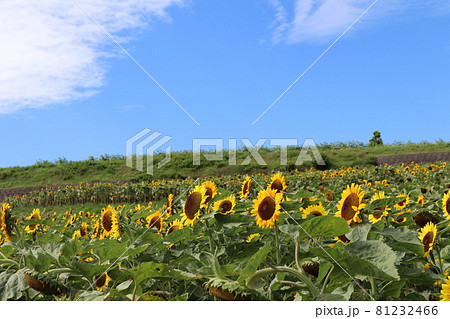ひまわり畑と緑の土手と薄雲と青空 81232466