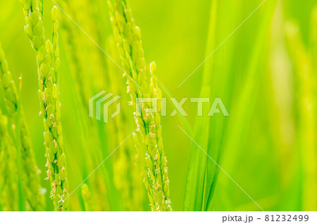 【夏素材】　稲の開花　【長野県】 81232499