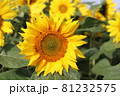 ヒマワリ 81232575