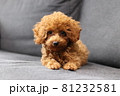 子犬 81232581