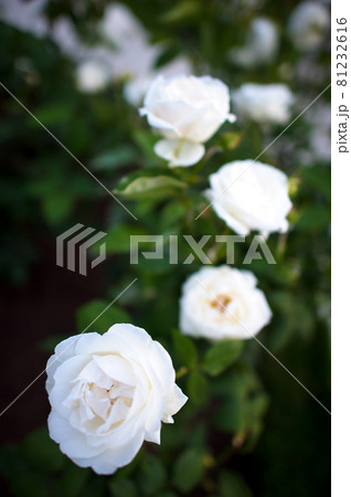 薔薇・ばら・バラ・ローズ 薔薇・ばら・バラ・ローズ 81232616