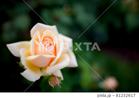 薔薇・ばら・バラ・ローズ 薔薇・ばら・バラ・ローズ 81232617