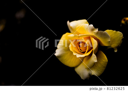 薔薇・ばら・バラ・ローズ 薔薇・ばら・バラ・ローズ 81232625