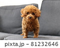 子犬 81232646