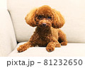 トイプードル 81232650