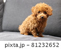 トイプードル 81232652