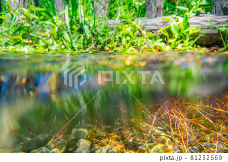 【夏素材】水辺と水中素材【長野県】 81232669