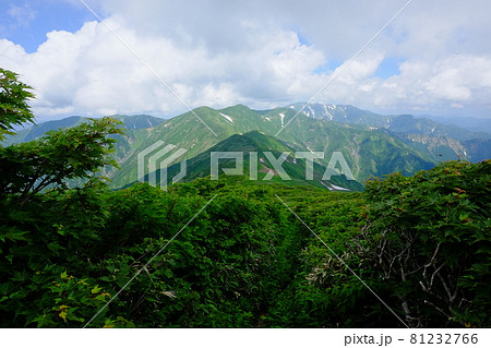 高山植物が咲き誇り、美しい稜線と雪渓が織りなす雄大な山岳風景が魅力の名峰、大朝日岳（朝日連峰） 81232766