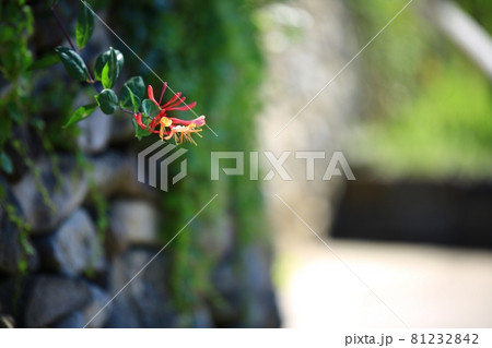 花 蓮 万 81232842