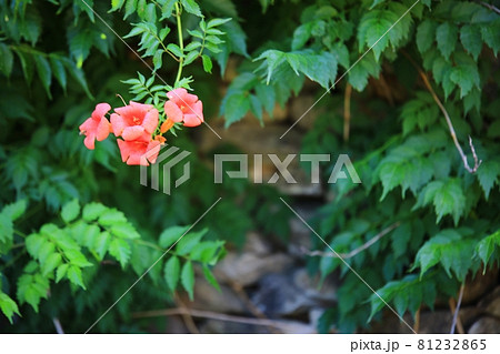 花 蓮 万 81232865