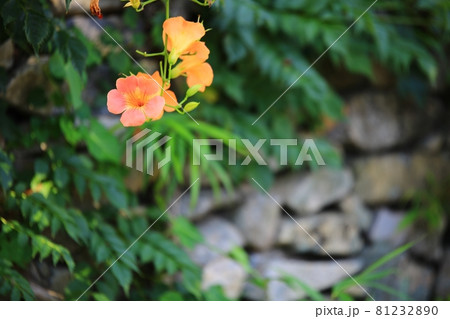 花 蓮 万 81232890