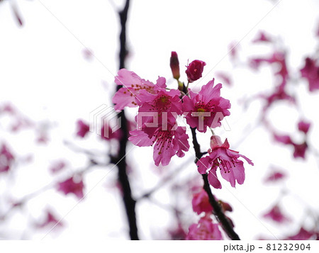 花 フラワー お花 81232904
