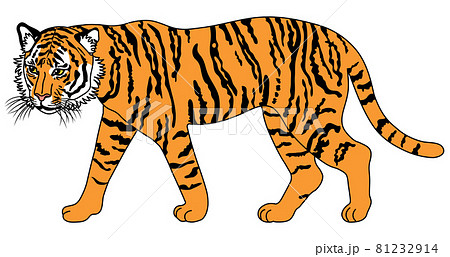 歩いている虎の全身イラスト 81232914