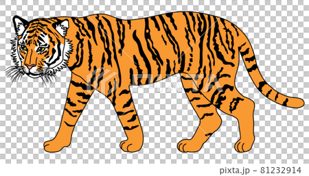 歩いている虎の全身イラスト 81232914