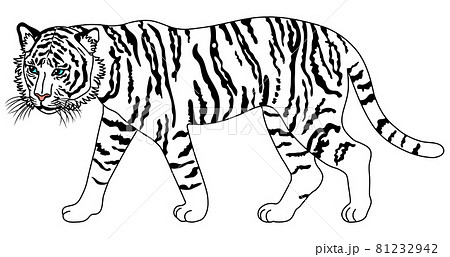 歩いている白虎の全身イラストのイラスト素材