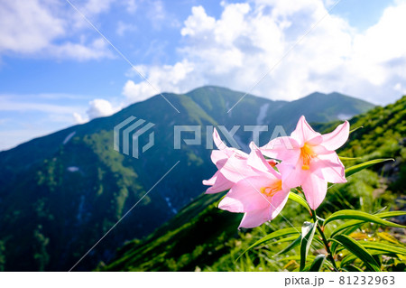 大朝日岳(朝日連峰)周辺の山域だけに咲く可憐な高山植物、ヒメサユリ(姫小百合) 大朝日岳(朝日連峰)周辺の山域だけに咲く可憐な高山植物、ヒメサユリ(姫小百合) 81232963