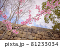 桜・サクラ・さくら 81233034