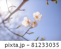 桜・サクラ・さくら 81233035