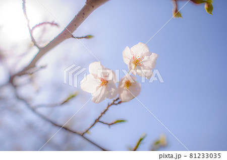 桜・サクラ・さくら 桜・サクラ・さくら 81233035