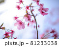 桜・サクラ・さくら 81233038
