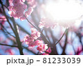 桜・サクラ・さくら 81233039