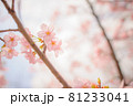 桜・サクラ・さくら 81233041