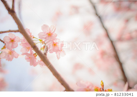桜・サクラ・さくら 81233041