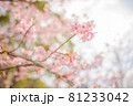 桜・サクラ・さくら 81233042