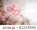 桜・サクラ・さくら 81233043