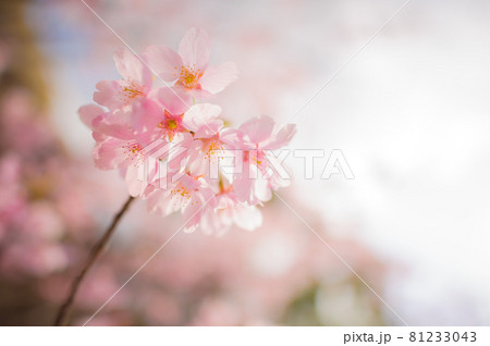 桜・サクラ・さくら 桜・サクラ・さくら 81233043