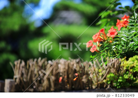 花 蓮 池 81233049