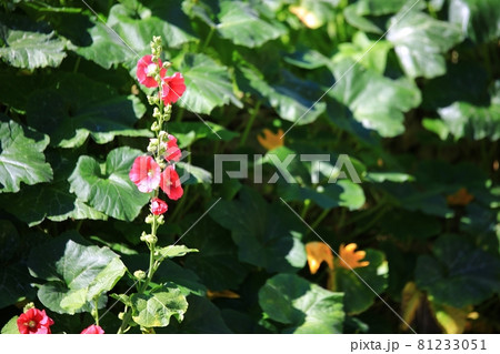 花 蓮 池 81233051