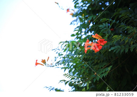 花 蓮 池 81233059